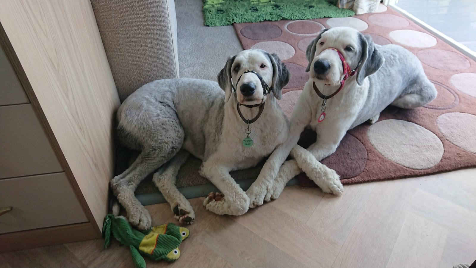 Two dogs resting on a rug