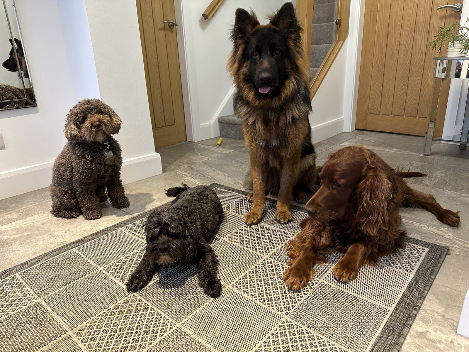Four dogs together in a hallway