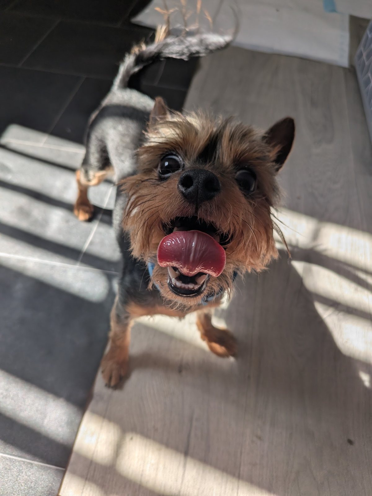 Yorkshire terrier looking up at the camera